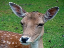 Wildtiere