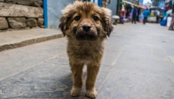 Tierleid vermeiden - Augen auf beim Hundekauf