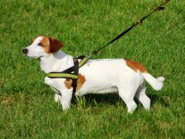Hundehaltegesetz