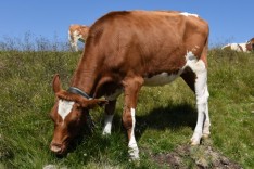 Nutztiere