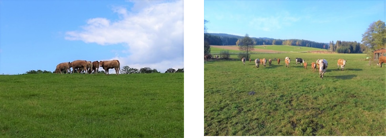2 Bilder von Weideland auf dem Kühe grasen