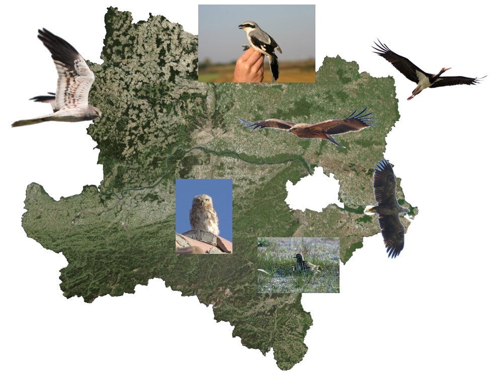 Gefährdete Vogelarten in Niederösterreich