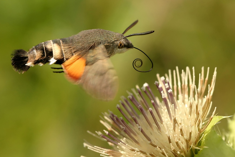 Falter Taubenschwänzchen bei einer Blüte